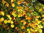 15434 Autumn leaves.jpg